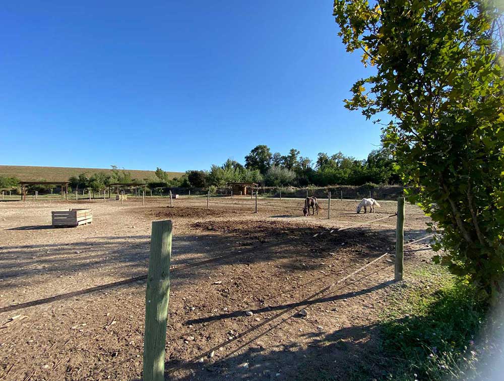 pension-chevaux-ecuries-d-o-mektoub-3