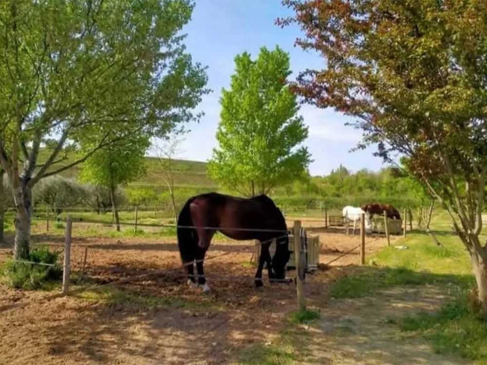 pension-chevaux-ecuries-d-o-mektoub